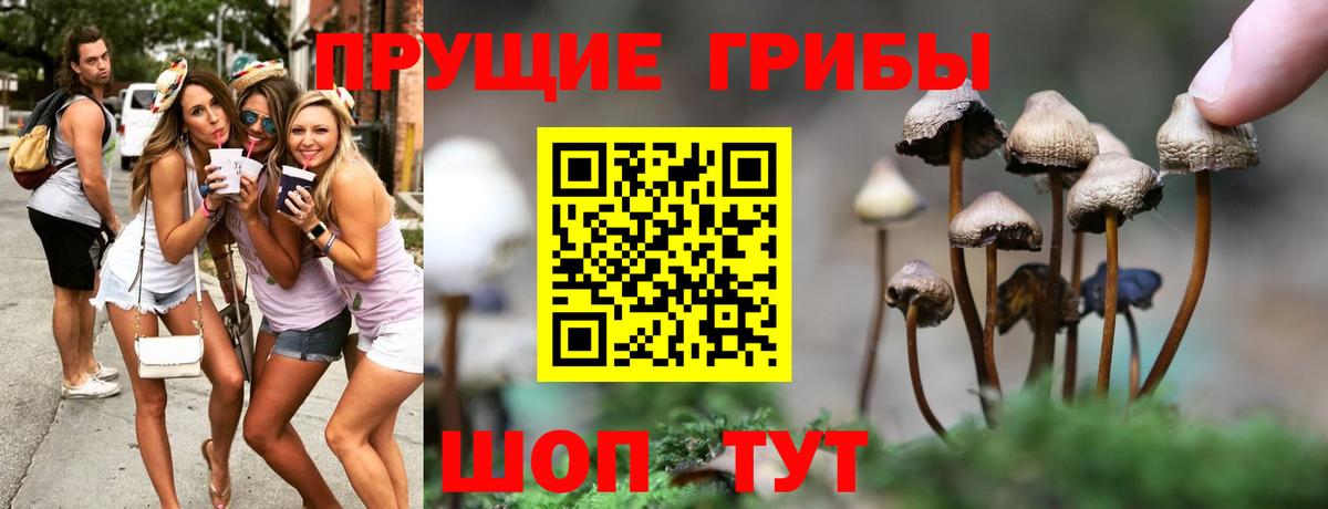Ивантеевка  Галлюциногенные грибы Psilocybine cubensis  Вход с VPN 